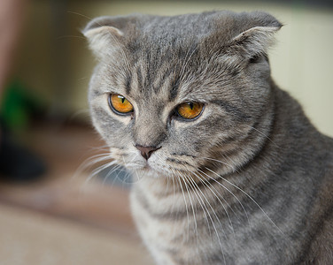 近距离肖像一个悲伤的灰色苏格兰折叠猫用黄色的眼睛图片