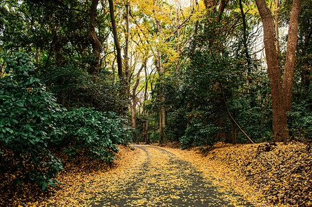 落叶如歌秋黄金歌落叶覆盖地面和小空路背景