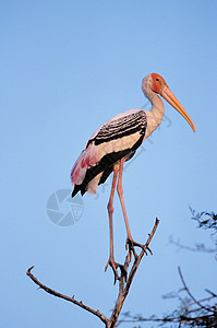 BhartpuIndia以北的Bhrtpu鸟类保护区图片