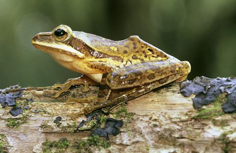 安伯利马哈拉施特印地安那的青蛙图片