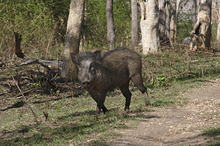 野猪或sucrofa是生物家族的混合哺乳动物背景图片