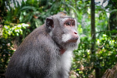 巴东特加尔猴子在神圣的猴子森林乌布巴厘岛印度尼西亚猴林中的猴子乌布巴厘岛印度尼西亚背景