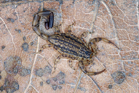 大理石蝎一种树栖蝎子发现在树背上卡纳中央邦印度高清图片