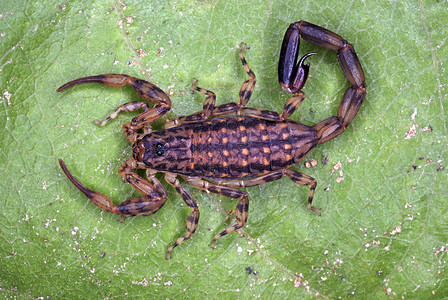 大理石蝎一种树栖蝎子发现在树背上卡纳中央邦印度高清图片