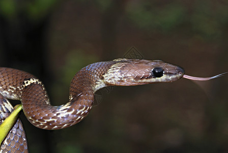 普通的狼蛇lycodnaulics是一条小的棕色夜间黑蛇无毒往进入人类住区寻找它最喜欢的猎物壁虎穆尔希蓬马哈拉施特mahrsti背景图片