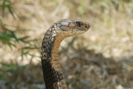 头长草眼镜蛇王是世界最大的毒蛇,长至18.5英尺。 眼镜蛇王的毒液主要是神经物,蛇完全能够咬一口就杀,现在只有几口。背景
