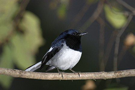 索拉里一种小的过路鸟以前被归类为家族的一分子但现在更普遍地被认为是旧世界的捕蝇者家庭混血儿背景
