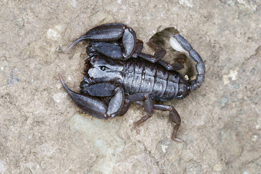 这种裂纹栖息的蝎子存在于印度的辛哈加堡蓬马拉施特图片