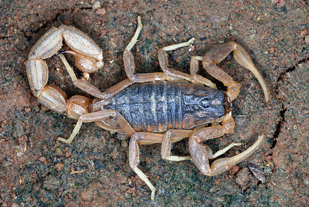 炎热的扁是India中分布最广的蝎子物种之一高清图片