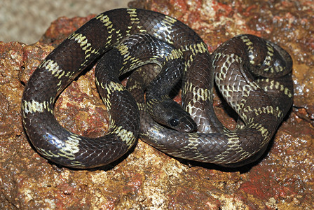一种流行的西毛发蛇在长青森林马鲁德康哈拉施特等地发现图片