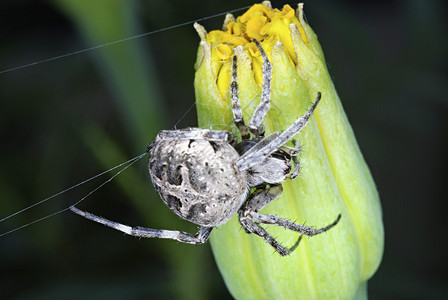 蜘蛛arneid家庭是常在花园田野和森林中发现的螺旋轮形网络建造者背景图片
