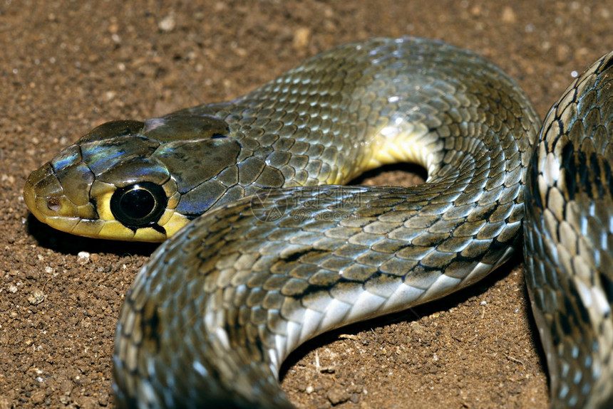 一种通常不侵犯蛇食用青蛙和它属于亚家族的腹部与水密切相关图片