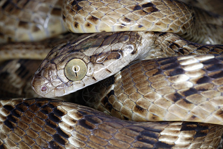 一条半毒蛇主要靠马哈拉施特的穆尔希蓬纳马哈拉施特的壁虎为食图片