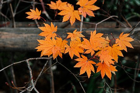 黄橙色秋的叶紧贴详细背景日本色彩多的季节变化概念自然景点壁纸图片