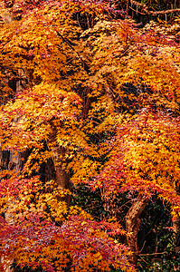 在秋天的森林山德拉高清图片