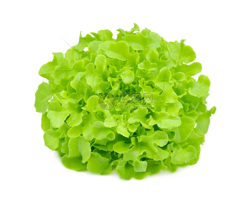 白色背景的绿橡树生菜图片