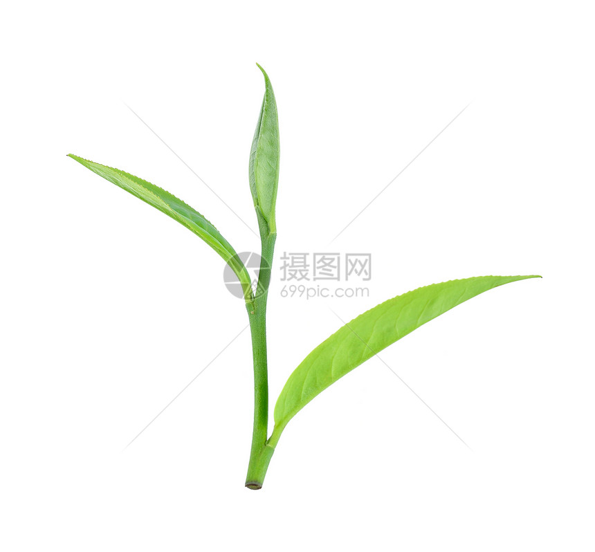 白背景孤立的绿茶叶图片