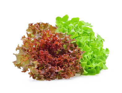 白色背景的红橡树生菜和绿背景图片