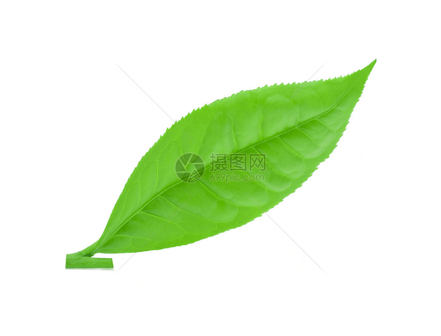 白背景孤立的绿茶叶图片