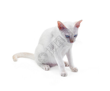 白色的猫蓝眼睛色背景图片
