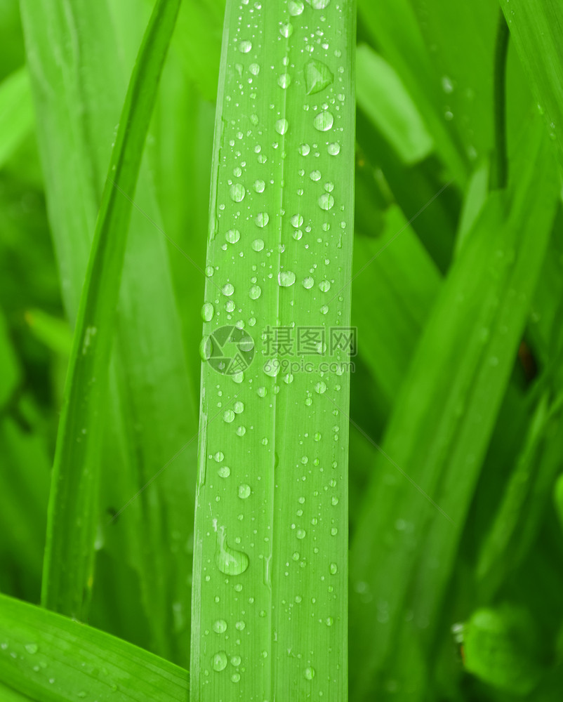 雨滴绿草上有水图片