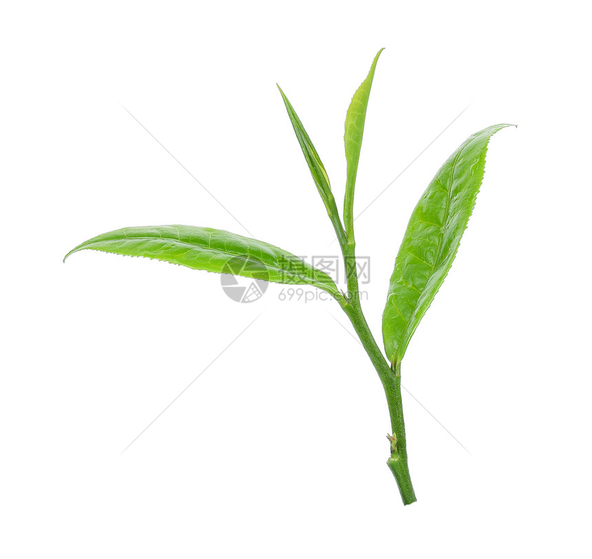 绿叶茶白底带有水滴图片