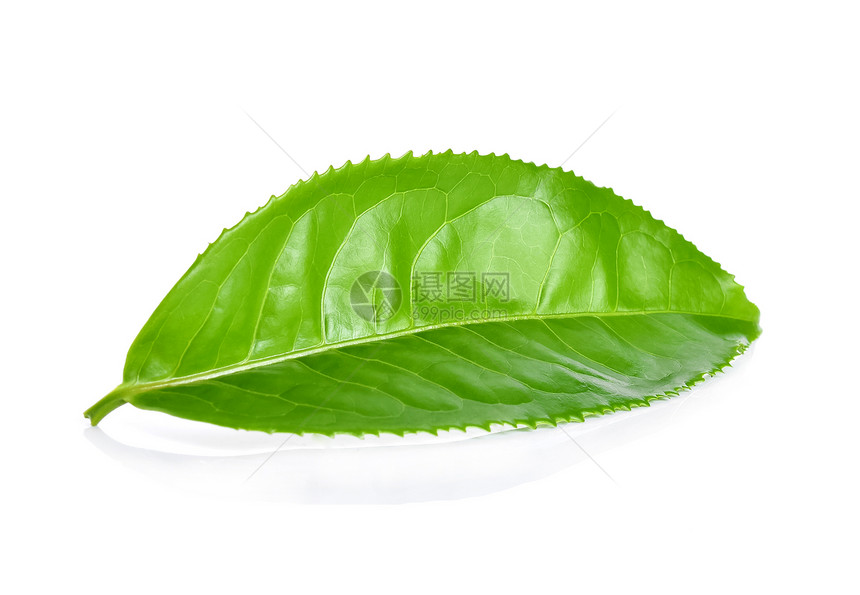 白色背景的绿茶叶图片
