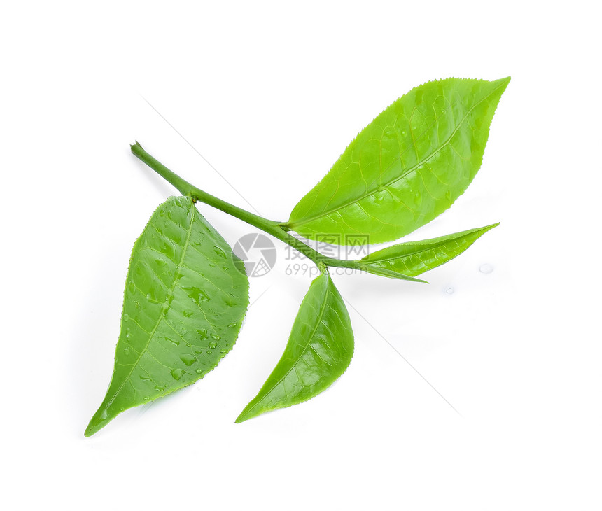 清新绿茶叶白色背景的清空水滴与白色背景隔绝图片