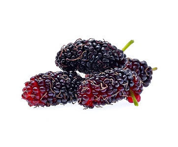 黑色苦味浆果白色背景上隔离的mulbery背景