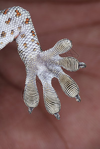 geckoshilkea壁虎和ft上的瘸子数目有助于确定物种这些特别的帮助敌虎壁用于攀登垂直表面背景图片