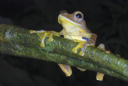 rhacopruscfhodgstaer一种滑翔青蛙的物图片