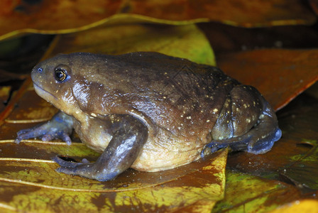 黄青蛙阿萨姆印地安亚图片