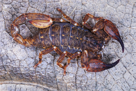 戈鲁马拉一种极为罕见的蝎子种类这些仅限于跨西马拉扬森林显示出在其他蝎子种类中未知的重大畸形背景