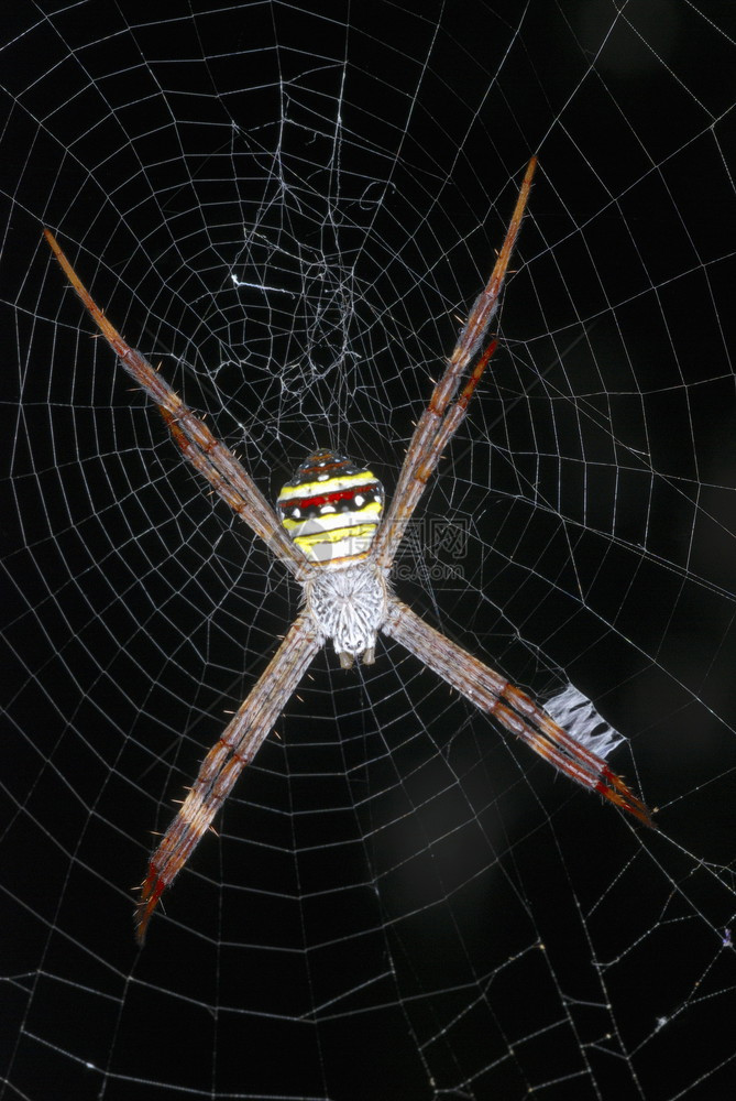 类标志蜘蛛萨姆印地亚图片