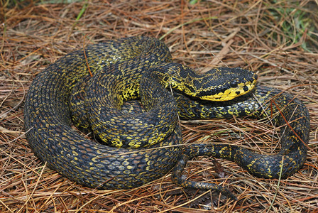 一种稀有的中等规模活毒蛇类动物阿runachlprdeshinda图片