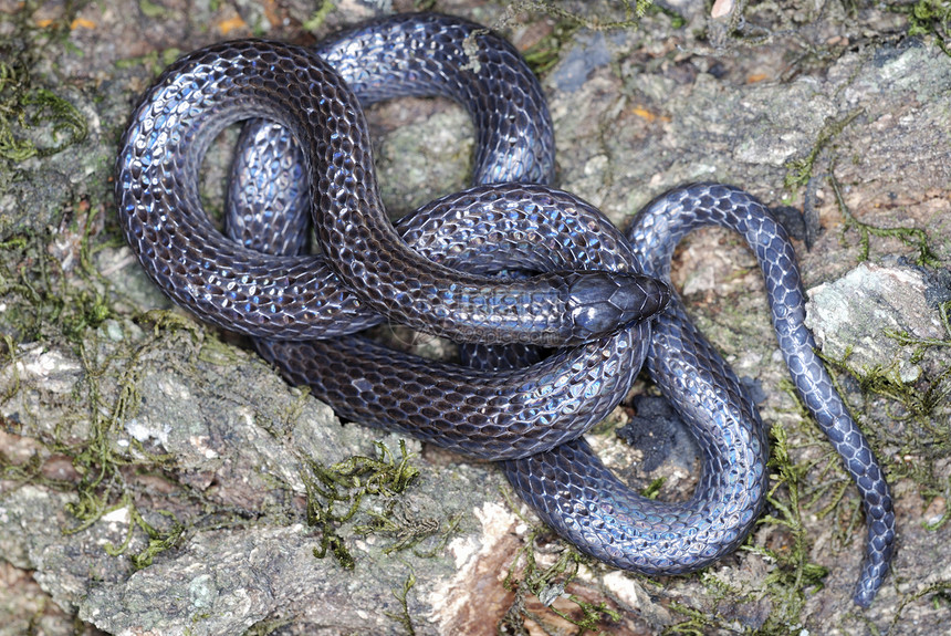 稀疏的蛇一种钻洞物在蒙丹森林中发现的图片