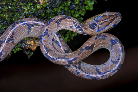 东猫蛇一条在低地森林里发现的蛇高清图片