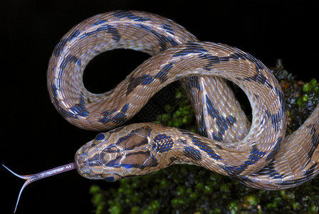 东猫蛇一条在低地森林里发现的蛇高清图片
