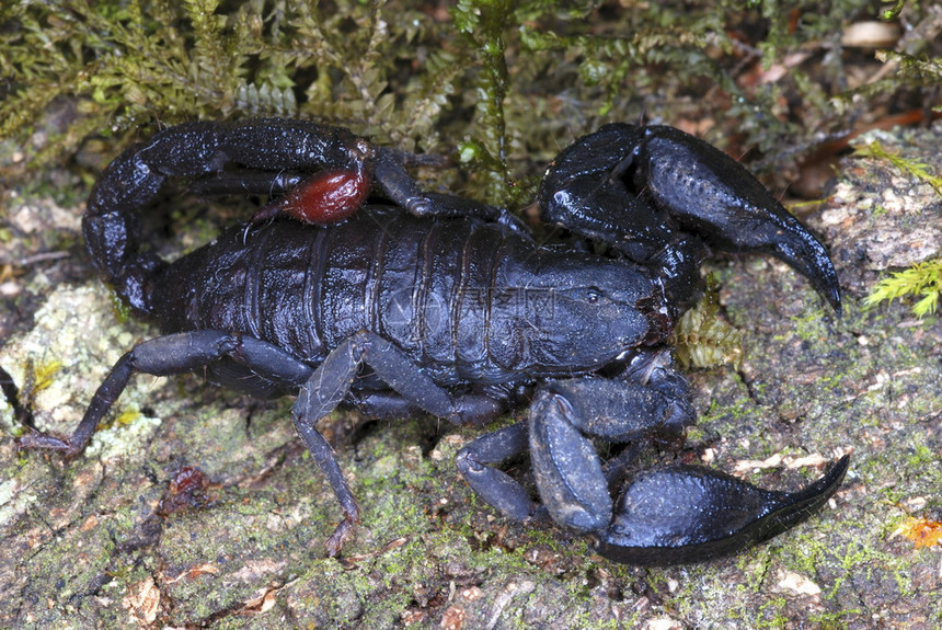 scomepltochirus一种物仅限于内原的森林可能是这种稀有物的第一色图像anruchlprdeshinda图片