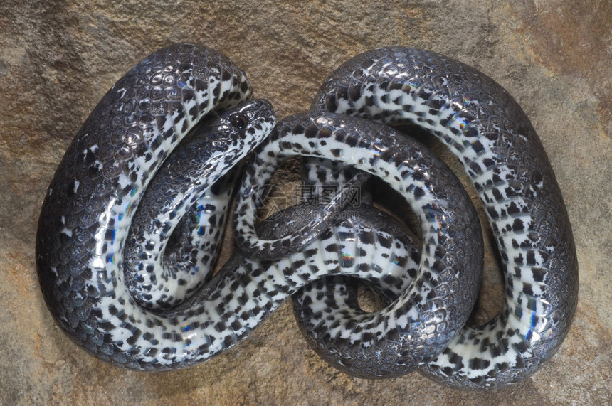 普通的鼻涕蛇蒙蒂托拉一只食蛇的蜗牛从北美吃蛇图片