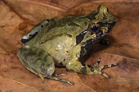 青蛙的种类来自Arunachlprdesh高清图片