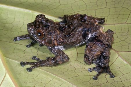 印地安东北部树蛙的地热量物种图片