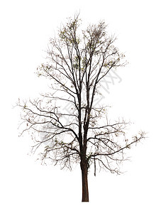 白背景上孤立的一棵旧树和枯背景图片
