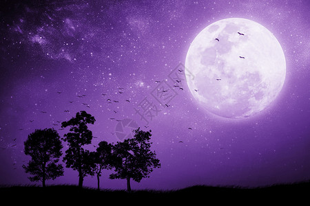 满月之夜树和鸟的影子飞回巢穴混合介质子紫色图片