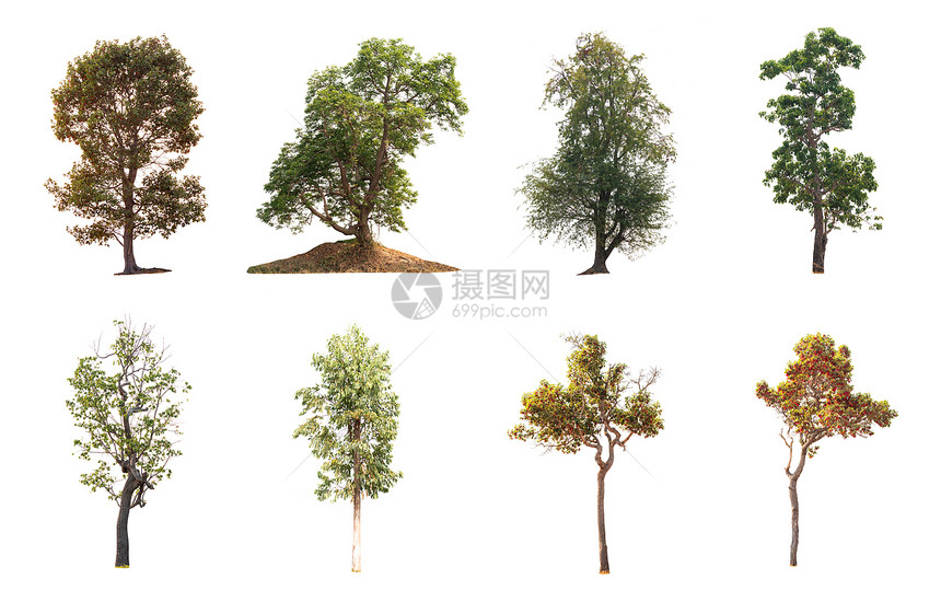 白色背景的孤立树木的集合图片