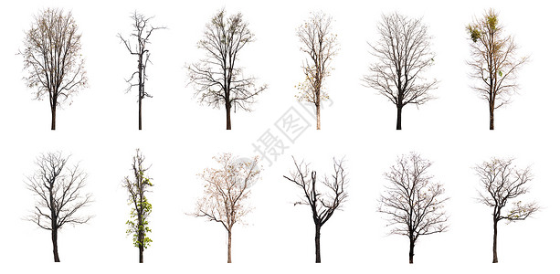 白背景上隔离的死树集合图片