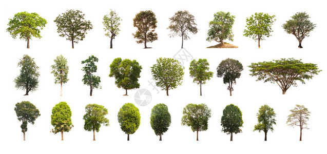 白色背景的孤立树木集合来自泰国的美丽树木图片