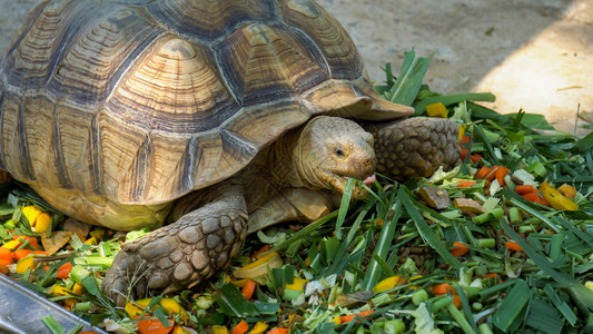 海龟在吃食物图片