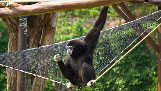 猴子成人独身玩挂起摇摆尾巴高清图片