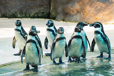 动物园中的humboldt企鹅图片